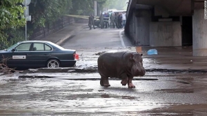 Fierce flooding leaves zoo animals stranded in Tbilisi
