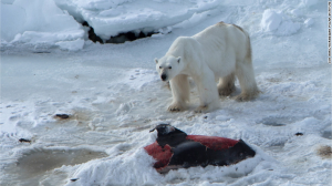 Polar bears are freezing dolphins in ice to eat later